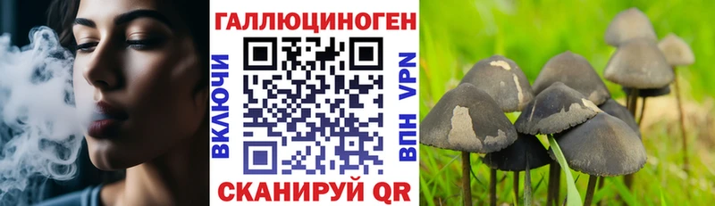 дарнет шоп  Брянск  Псилоцибиновые грибы мицелий 